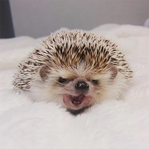 animal mammal hedgehog
