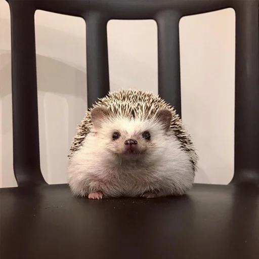 животное млекопитающее ёж