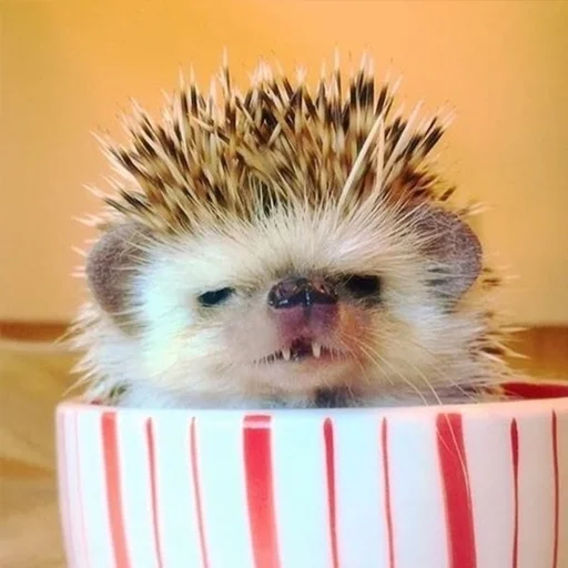 animal mammal hedgehog