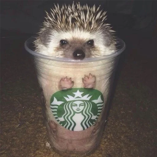 животное млекопитающее ёж