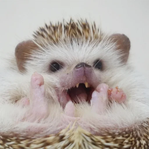 mammal animal hedgehog