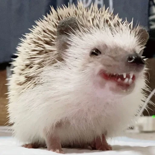 животное млекопитающее ёж