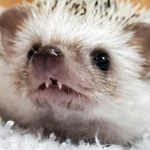mammal animal hedgehog