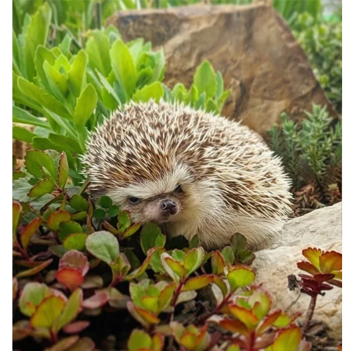 animal mammal hedgehog