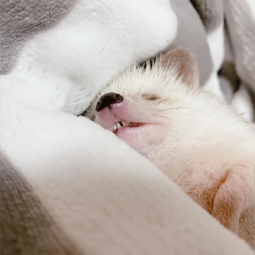 животное млекопитающее мех