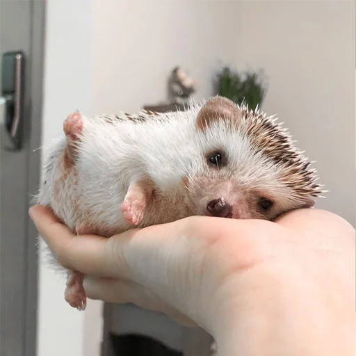 животное млекопитающее ёж