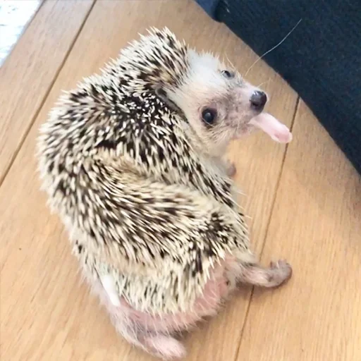animal mammal hedgehog