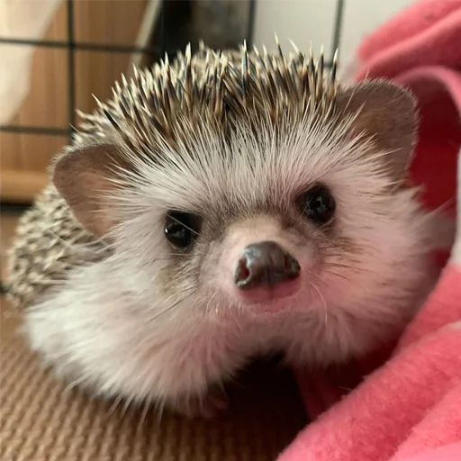animal mammal hedgehog