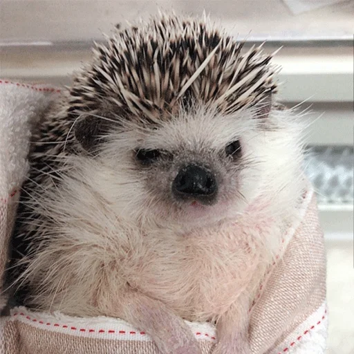 animal mammal hedgehog