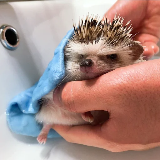 mammal animal hedgehog