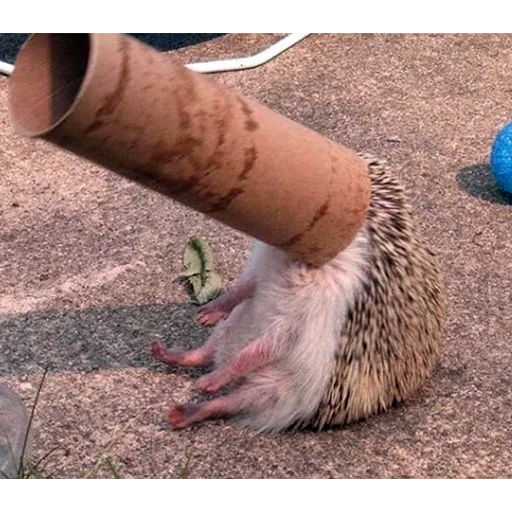 animal ground hedgehog