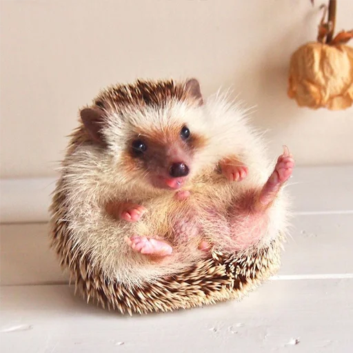 animal mammal hedgehog