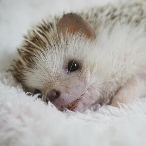 mammal animal hedgehog