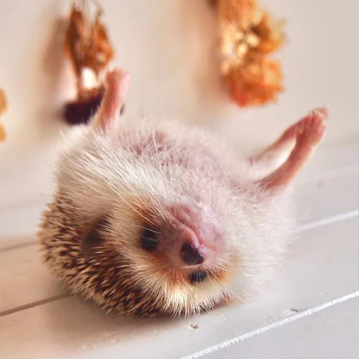 animal mammal hedgehog