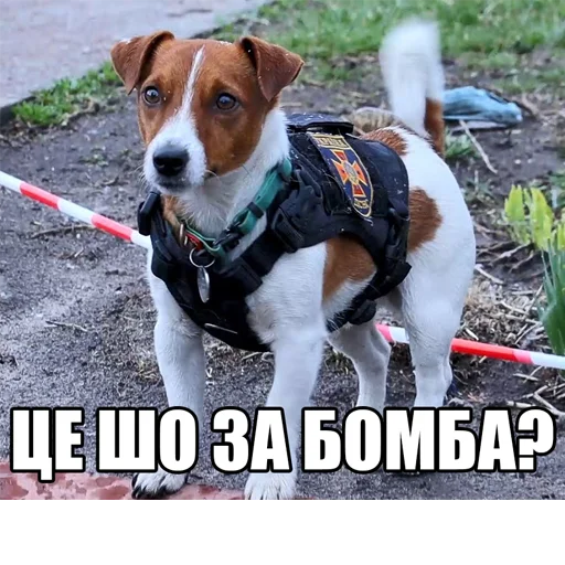 Стикер javaboyz2002 - 1