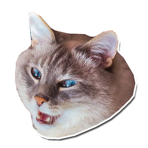 животное кошка кошки малого и среднего размера