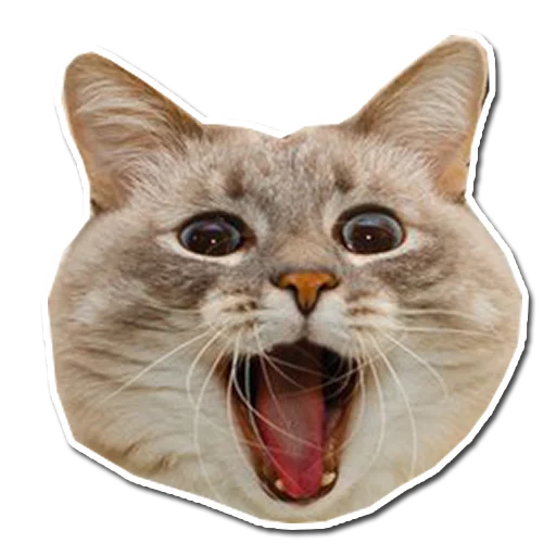 животное млекопитающее кошка