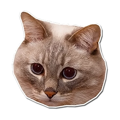 животное кошка домашняя кошка