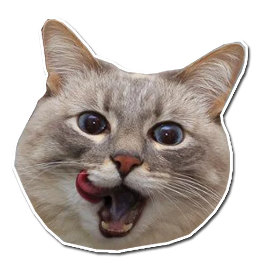 животное млекопитающее кошка