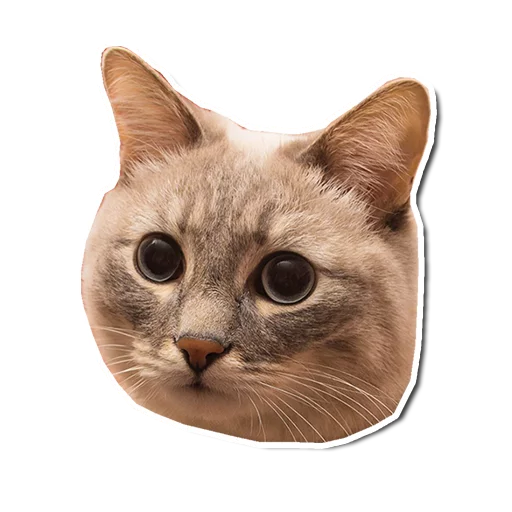 животное кошка млекопитающее