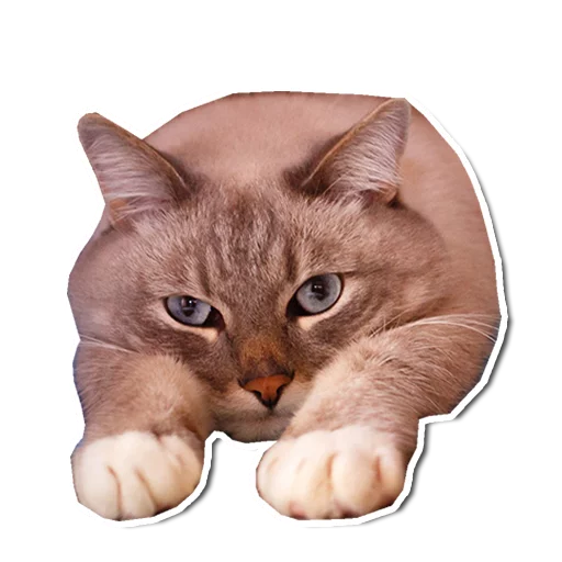 animal cat small to medium-sized cats