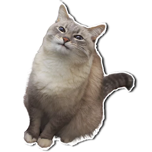 animal cat domestic cat