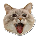 Kotonchik - кошки малого и среднего размера