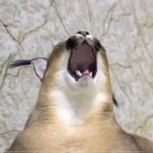 Sticker jcEhxRNQtS_by_stickers_stealer_bot - 1