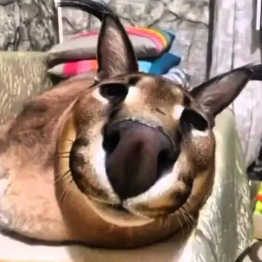 Sticker jcEhxRNQtS_by_stickers_stealer_bot - 1