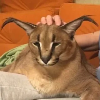 Sticker Больше стикеров: @sticerru - 11