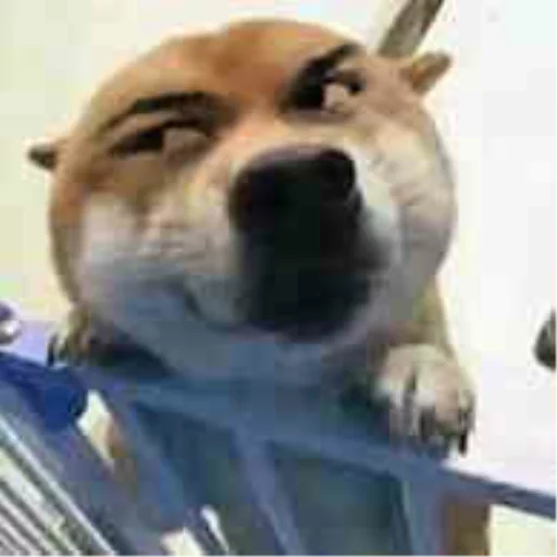 млекопитающее животное домашнее животное