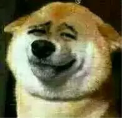 млекопитающее животное собака