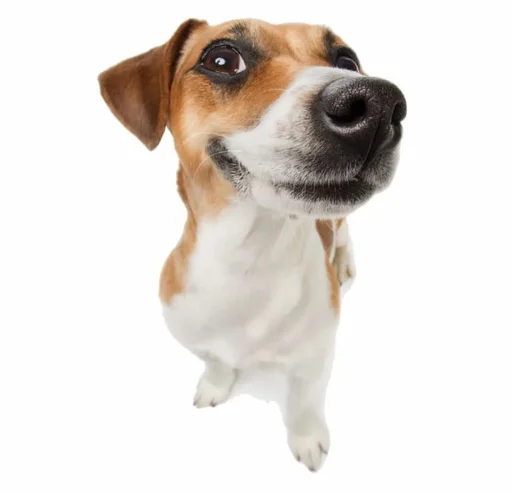 собачьки СМЕШНЫЕ - 