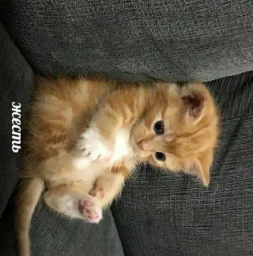 Sticker жесть - 9