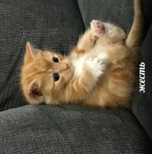 Sticker жесть - 4