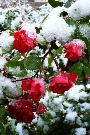 Sticker ♡розы♡ :: @fStikBot - 11