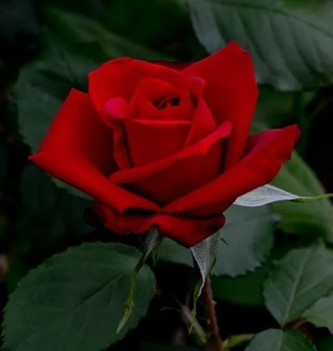 Sticker ♡розы♡ :: @fStikBot - 10