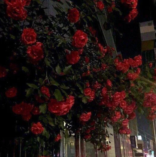 Sticker ♡розы♡ :: @fStikBot - 9