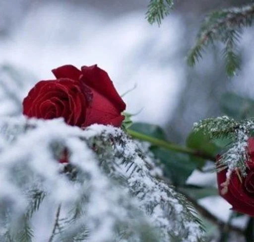 Sticker ♡розы♡ :: @fStikBot - 6