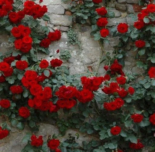 Sticker ♡розы♡ :: @fStikBot - 2