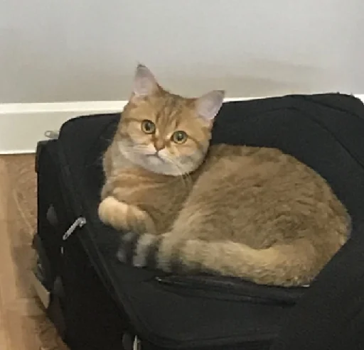 cat small to medium-sized cats indoor