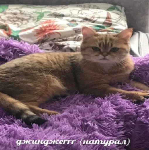 small to medium-sized cats felidae animal