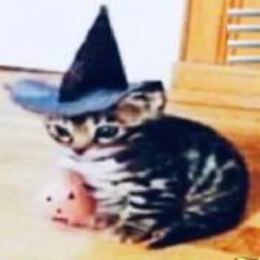 cat small to medium-sized cats indoor