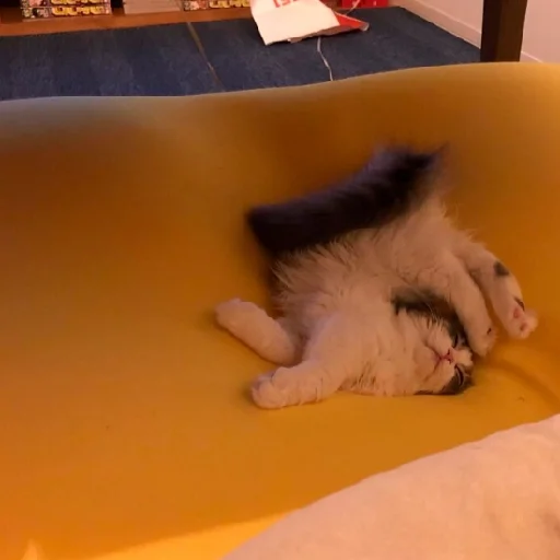 indoor small to medium-sized cats felidae