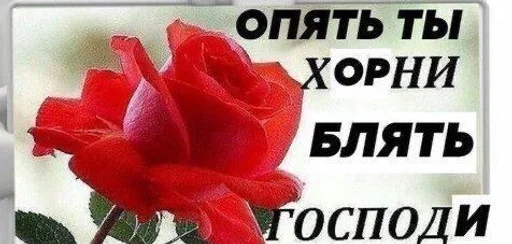 СМС лепесток растение