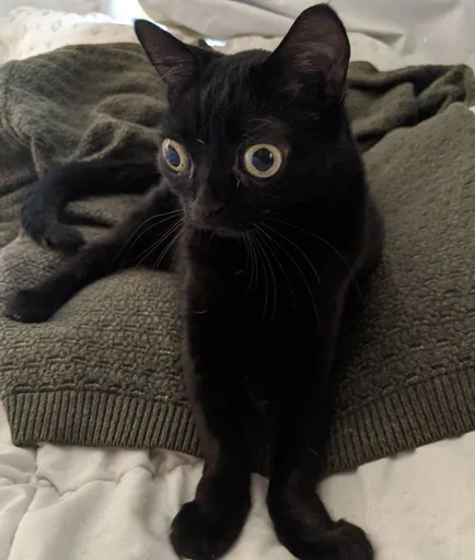 small to medium-sized cats domestic cat cat