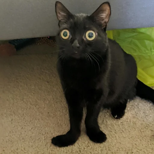 animal small to medium-sized cats cat