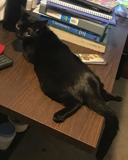 indoor small to medium-sized cats black cat