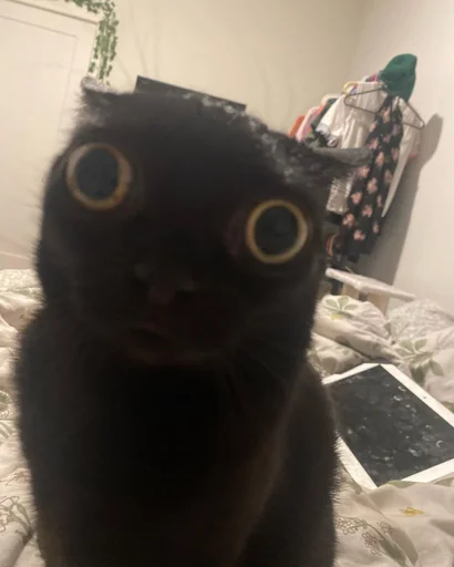 indoor small to medium-sized cats black cat