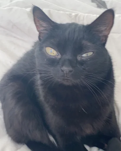 animal mammal domestic cat